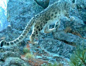 Nell'Altaj sono ritornati i leopardi delle nevi