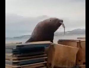 Nell'Estremo oriente della Russia leone marino ruba il pesce ai pescatori (VIDEO)